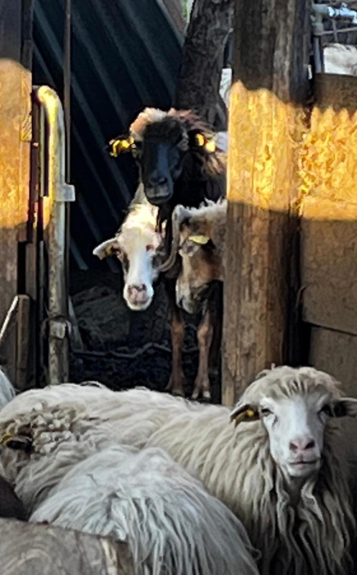Location Du Ranch Ξενοδοχείο Algajola  Εξωτερικό φωτογραφία