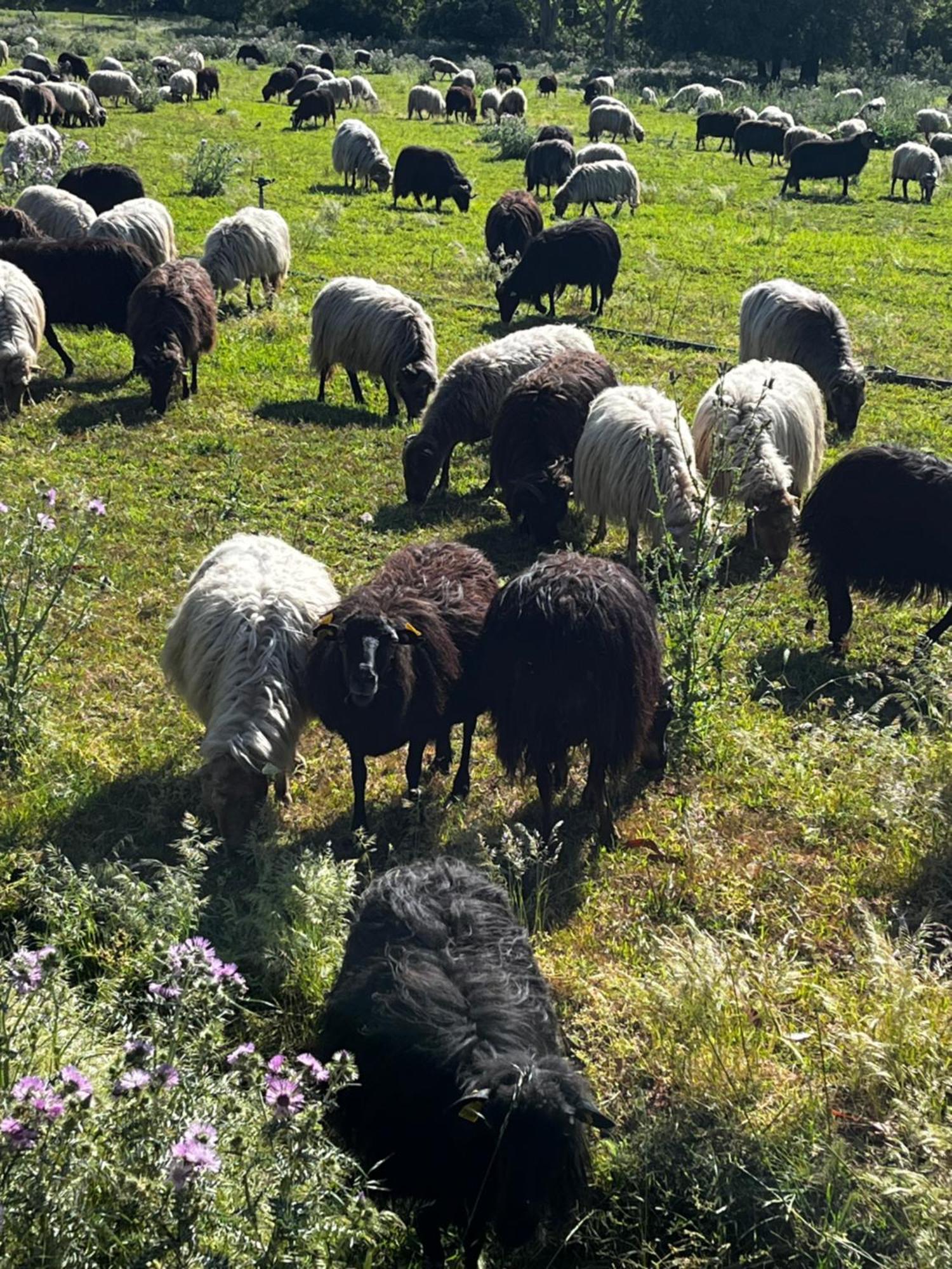 Location Du Ranch Ξενοδοχείο Algajola  Εξωτερικό φωτογραφία