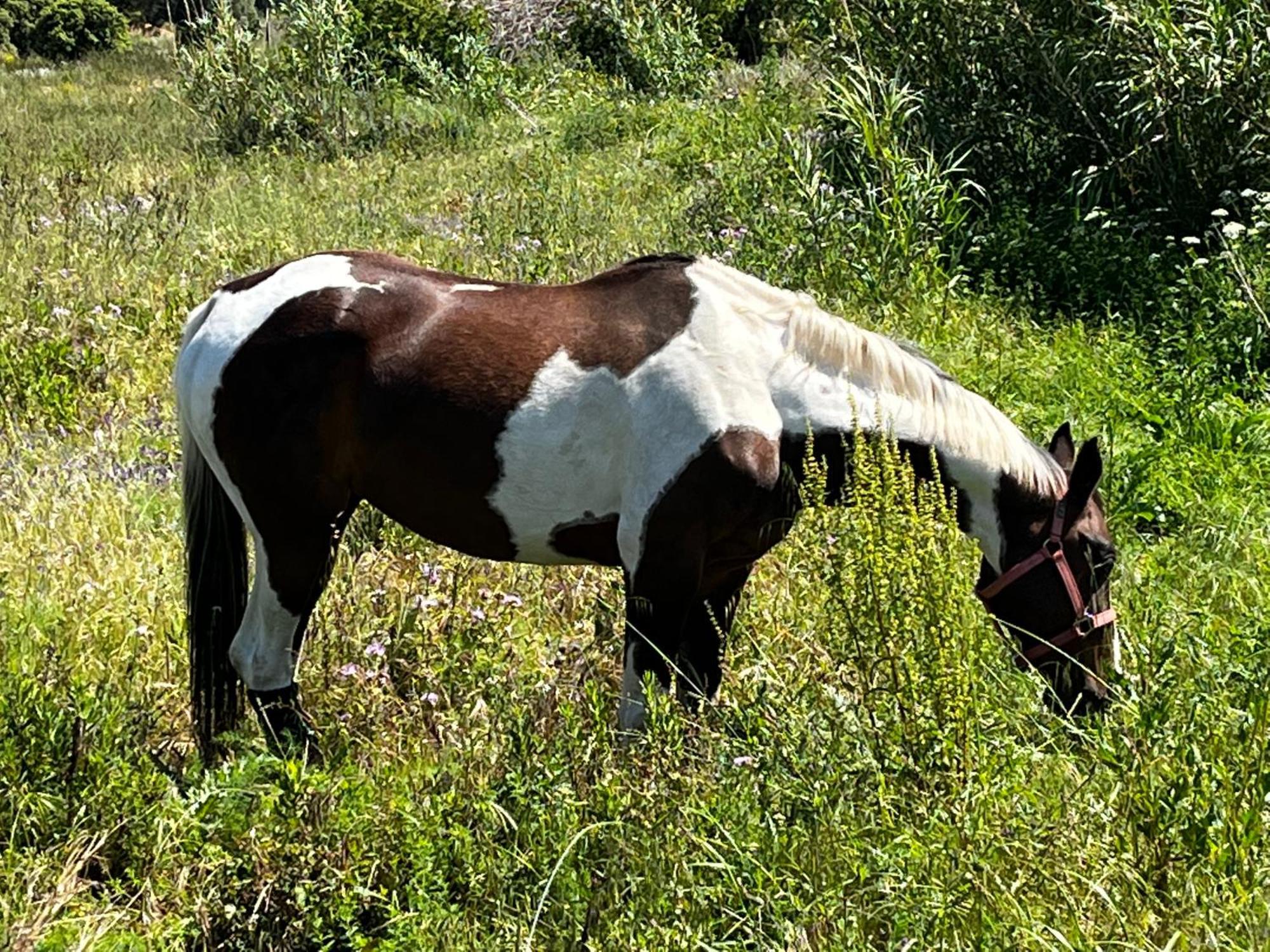 Location Du Ranch Ξενοδοχείο Algajola  Εξωτερικό φωτογραφία